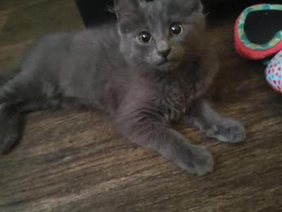 Gray Sky - Nebelung - Gallery Photo #1