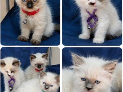Ragdolls - Ragdoll - Gallery Photo #1