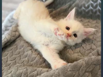 Nala - Maine Coon - Gallery Photo #1