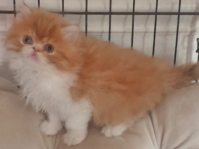 Persians Kittens  Boys - Persian - Gallery Photo #1