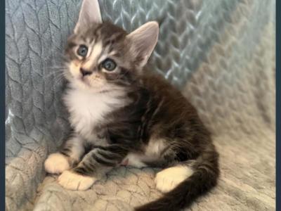 Zazu - Maine Coon - Gallery Photo #1