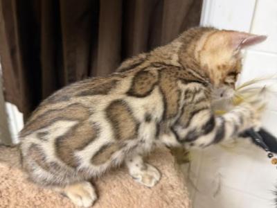 Bengal Kittens - Bengal - Gallery Photo #1