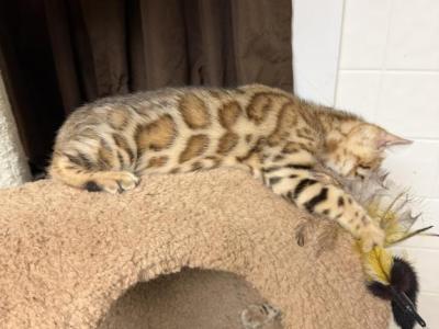 Bengal Kittens - Bengal - Gallery Photo #1