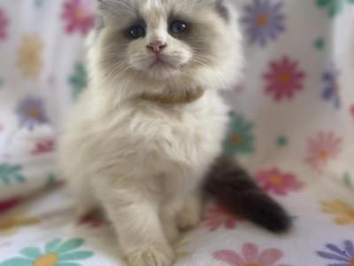 Szlatas - Ragdoll - Gallery Photo #1