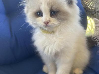 Szlatas - Ragdoll - Gallery Photo #1