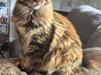 Arya - Maine Coon - Gallery Photo #1