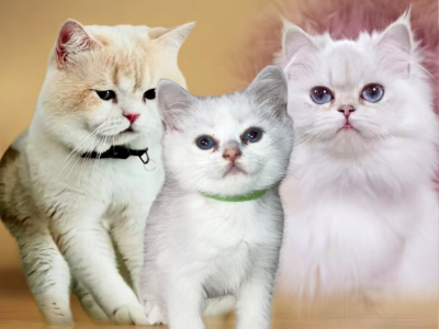 Oliver - British Shorthair - Gallery Photo #1