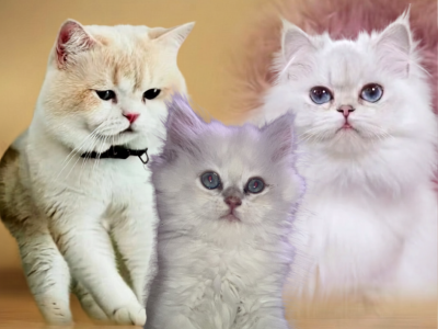 Theodore - British Shorthair - Gallery Photo #1