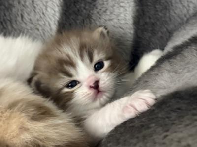 Sirenkatz Aragorn - Ragamuffin - Gallery Photo #1