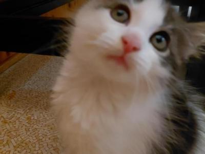 LittleA - Turkish Van - Gallery Photo #1