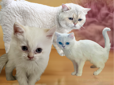 Louis - British Shorthair - Gallery Photo #1