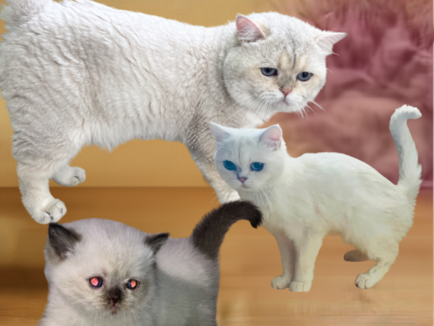 Rolo Not Ready Yet - British Shorthair - Gallery Photo #1