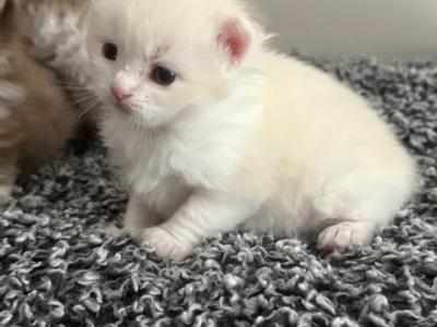Sirenkatz Gandalf - Ragamuffin - Gallery Photo #1