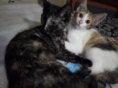 Tink & Taz - American Shorthair - Gallery Photo #1