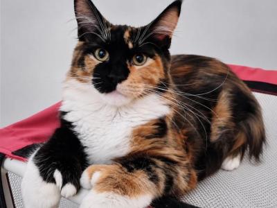 Girl V81 - Maine Coon - Gallery Photo #1