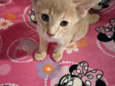 Tickle Me Fawn - Abyssinian - Gallery Photo #1