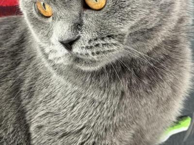 Linda - Scottish Fold - Gallery Photo #1
