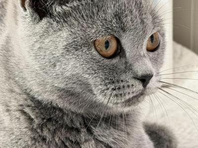 Olivia - British Shorthair - Gallery Photo #1