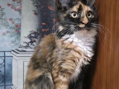 Girl V84 - Maine Coon - Gallery Photo #1