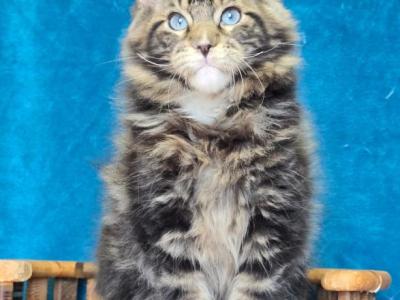 Rimus - Maine Coon - Gallery Photo #1