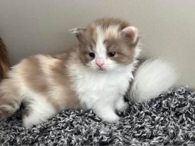 Sirenkatz Willow - Ragamuffin - Gallery Photo #1