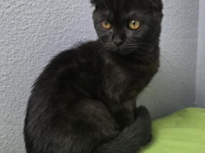 Lucas - Scottish Fold - Gallery Photo #1