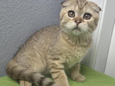 Louis - Scottish Fold - Gallery Photo #1
