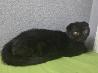 Lucia - Scottish Fold - Gallery Photo #1