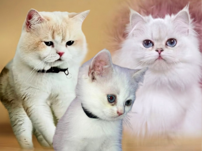 Archie - British Shorthair - Gallery Photo #1