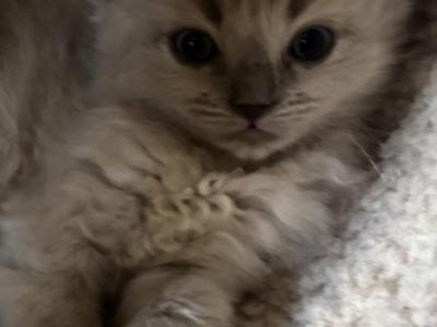 Mason - Ragdoll - Gallery Photo #1