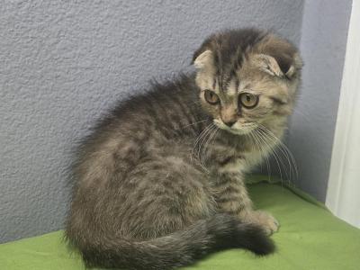 Henry - Scottish Fold - Gallery Photo #1