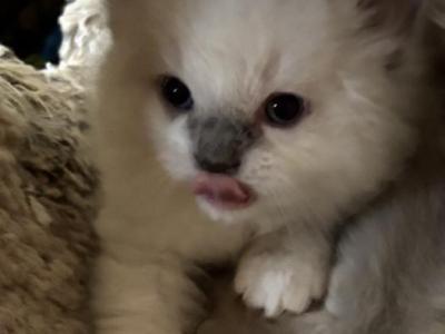 Cody - Ragdoll - Gallery Photo #1