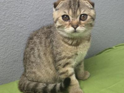 Leo - Scottish Fold - Gallery Photo #1
