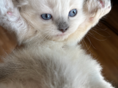 Luna - Ragdoll - Gallery Photo #1