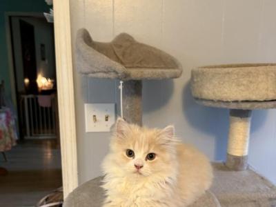 Cream White - Persian - Gallery Photo #1