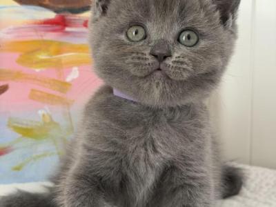 Lucy - British Shorthair - Gallery Photo #1