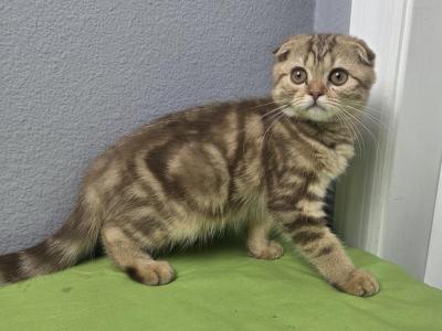 Marta - Scottish Fold - Gallery Photo #1