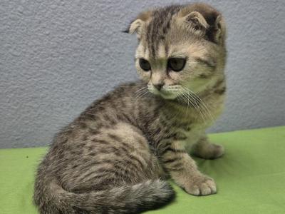 Mia - Scottish Fold - Gallery Photo #1