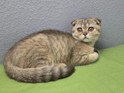 Luna - Scottish Fold - Gallery Photo #1