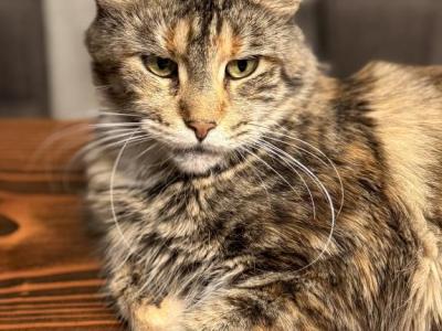 Chanel - Maine Coon - Gallery Photo #1