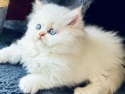 SNOW - Persian - Gallery Photo #1