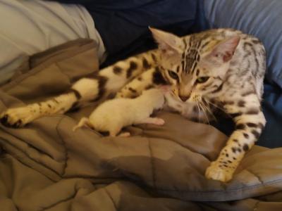 Artemis's Mink Snow Boy - Bengal - Gallery Photo #1