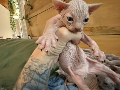 Summer Tinkerbelle Litter - Sphynx - Gallery Photo #1