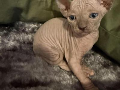 Summer Tinkerbelle Litter - Sphynx - Gallery Photo #1