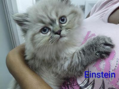 Marvelous Kitties - Ragdoll - Gallery Photo #1