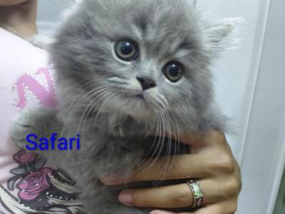 Marvelous Kitties - Ragdoll - Gallery Photo #1