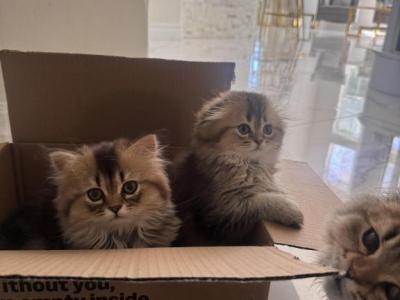 Leni - Scottish Fold - Gallery Photo #1