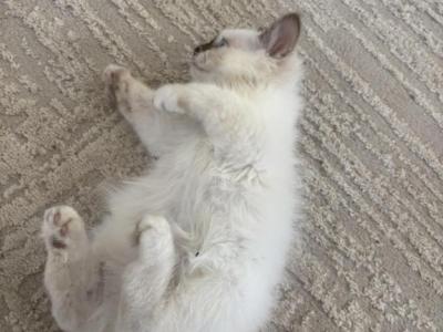 Birman Rafael AVAILABLE - Birman - Gallery Photo #1