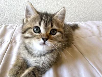 Simba - Scottish Straight - Gallery Photo #1