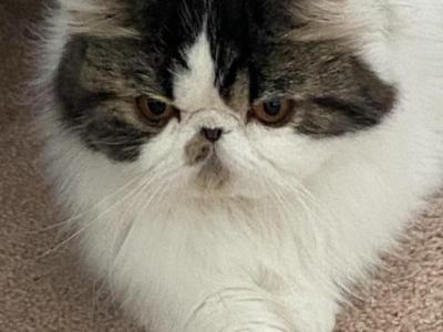 CFA Champion Be My Valentine - Persian - Gallery Photo #1